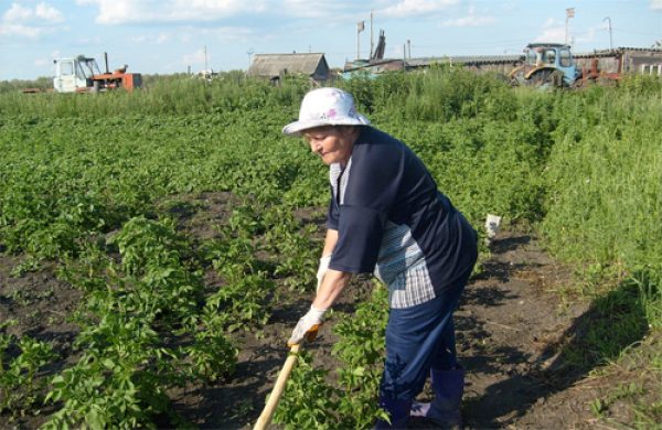 Синонимы к словосочетанию «прополка огорода»